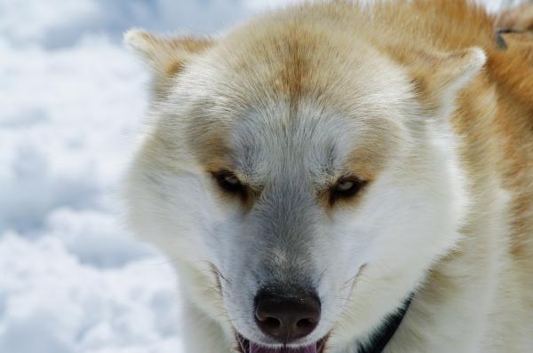 Close up with a husky