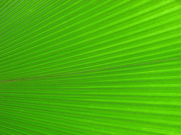 Closeup of a bright green tropical leaf