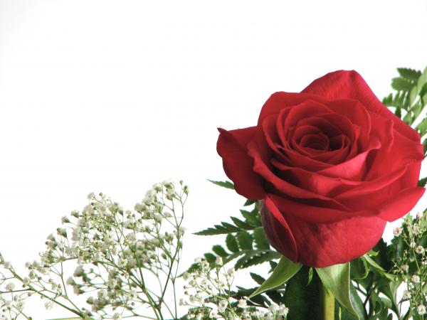 Closeup of a red rose