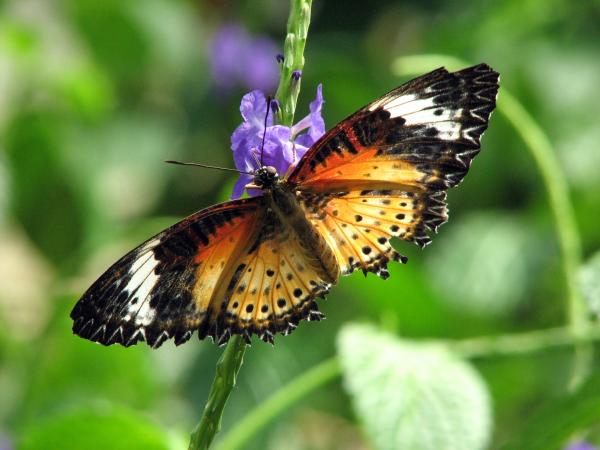 Closeup of an orange butterfly