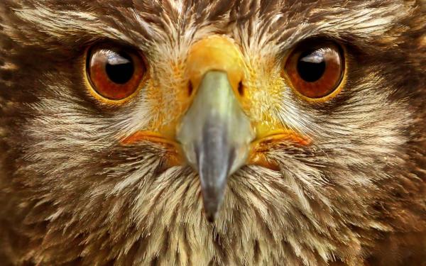 Close-up of Bird