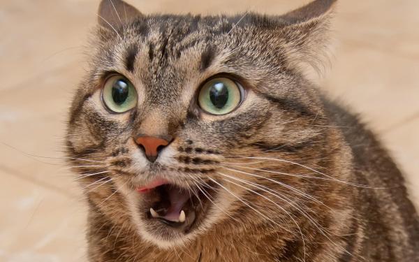 Close-up of Cat