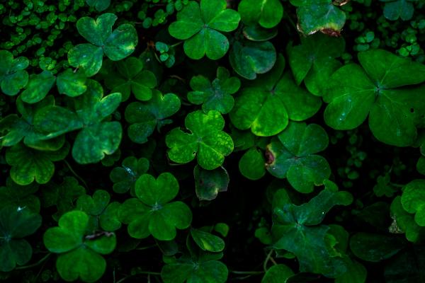 Closeup of leaves