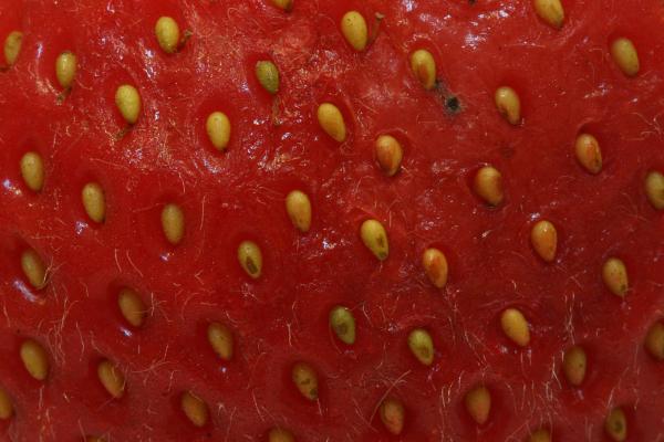 Close-up of Strawberries
