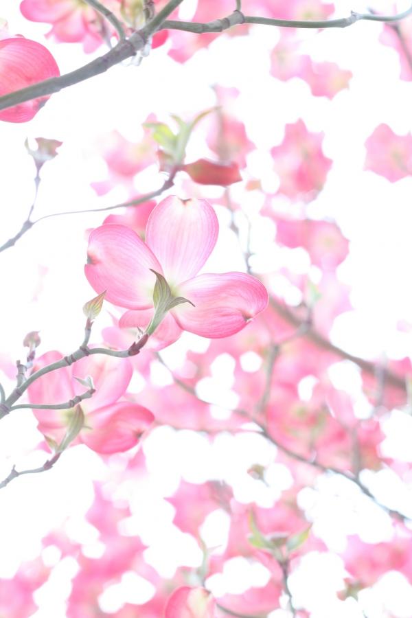 Closeup Photo of Cherry Blossoms