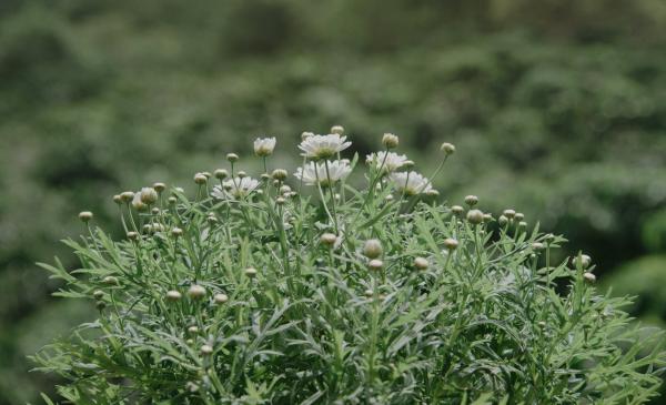 Close-Up Photography of Flower Buds