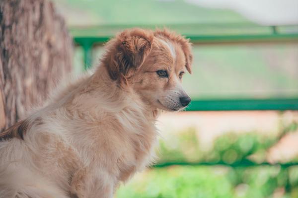 Close-Up Photography of Furry Dog