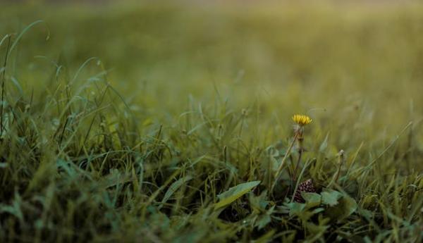 Close-up Photography of Grass