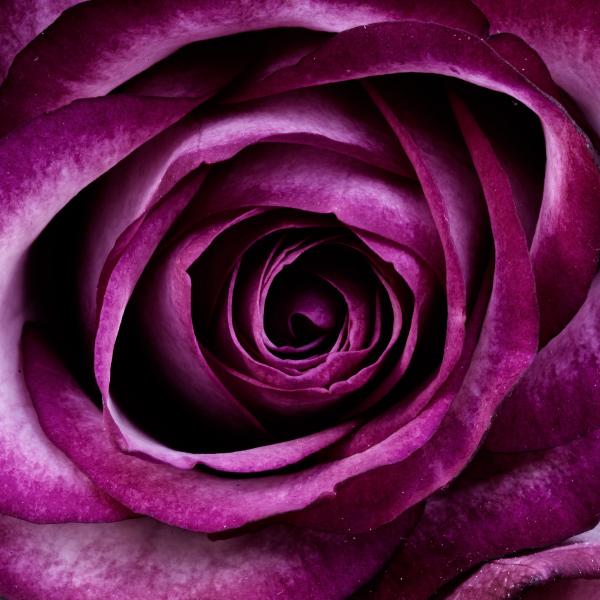 Closeup Photography of Purple Petal Flower