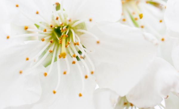 Closeup Photography of White Petaled Flowers