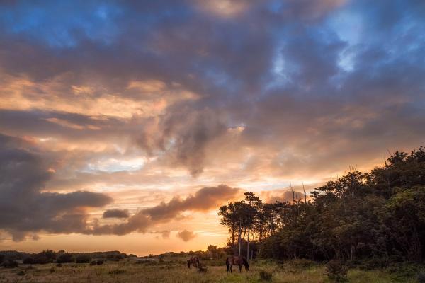 Clouds at Dawn