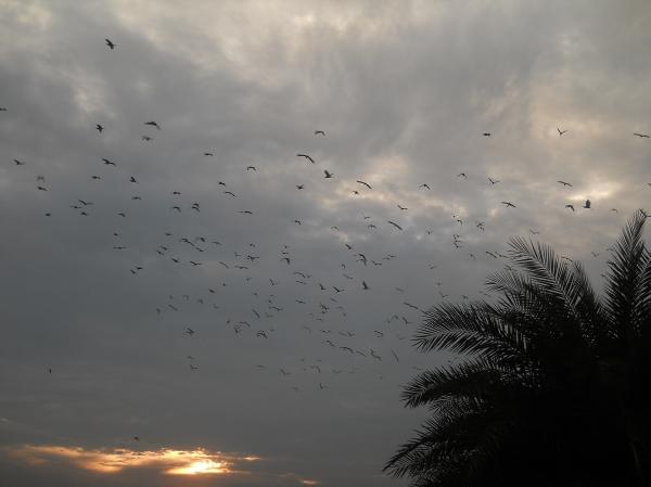 Clouds at Sunset