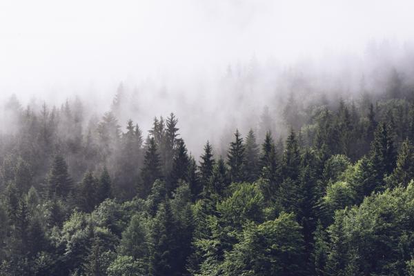 Cloudy Forest