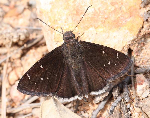 CLOUDYWING, DRUSIUS (Thorybes drusius) (7-21-12) lower humboldt cyn, patagonia mts, scc, az -01