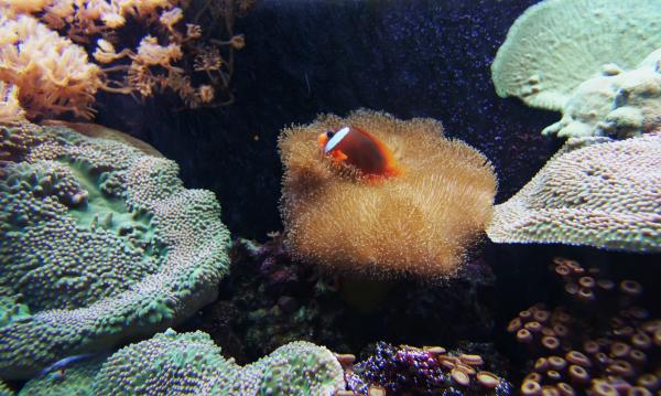 Clownfish