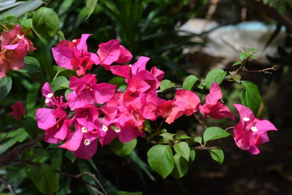 Clumps of Pink flowers