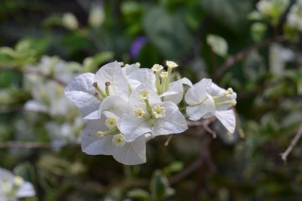 Clumps of White Flowers