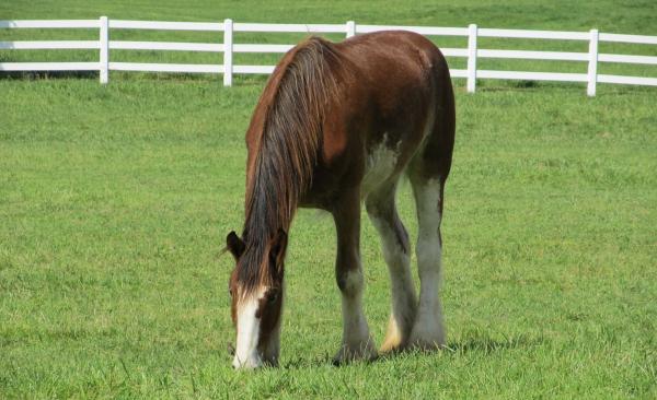 Clydesdales Farm