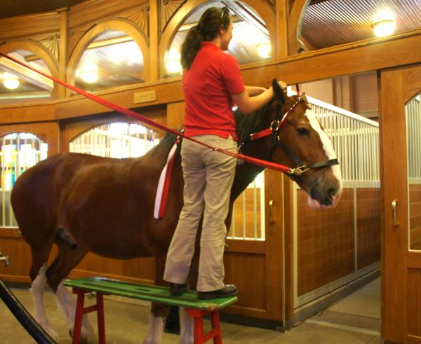 Clydesdale Farm