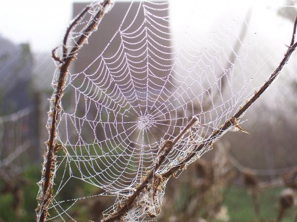 Cobweb