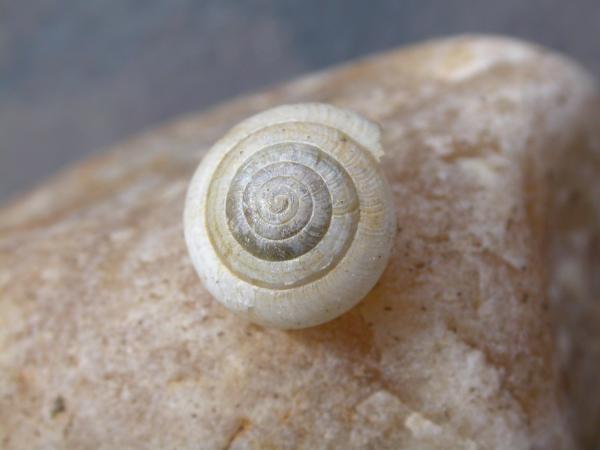 Cochlea