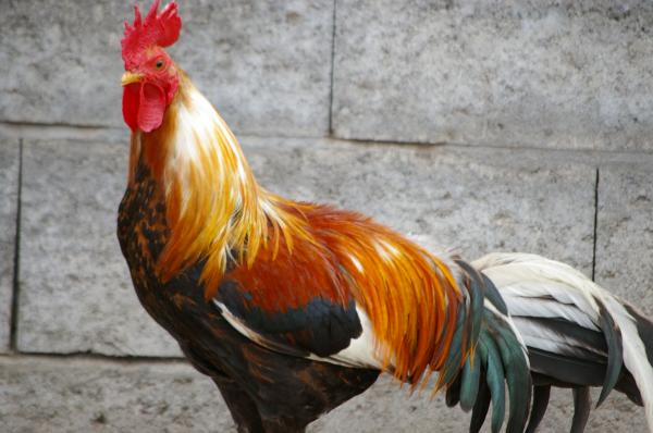 Cock