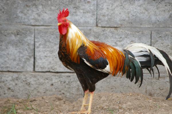 Cock