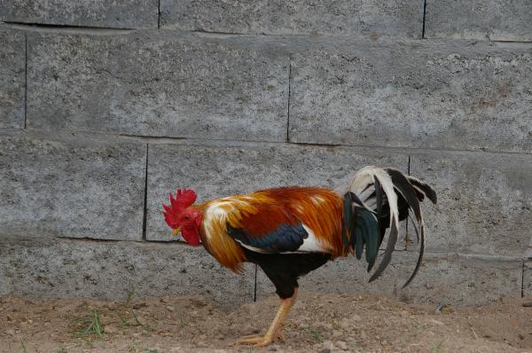 Cock