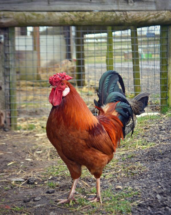 Cock