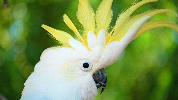 Cockatoo bird