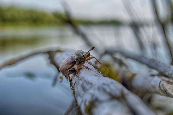 Cockchafer on the branch