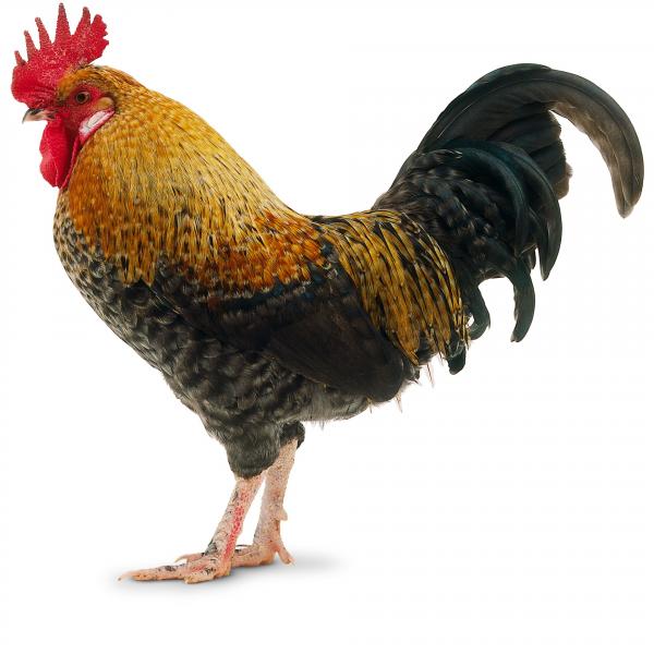 Cockerel