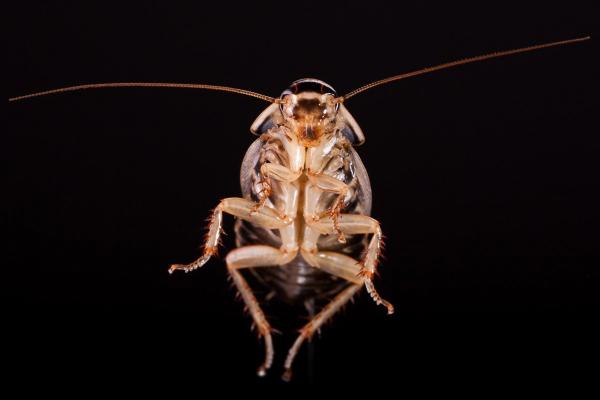 Cockroach