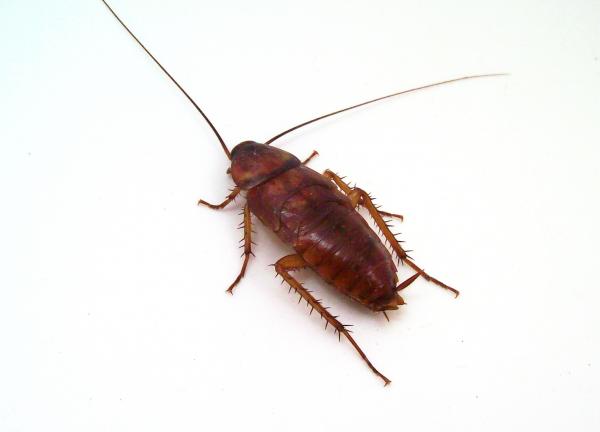 Cockroach