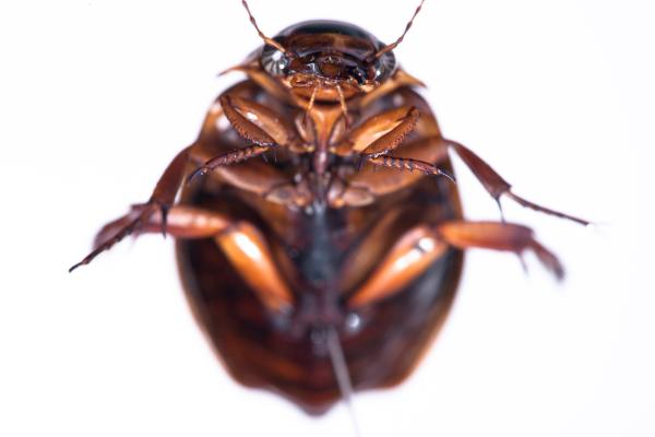 cockroach