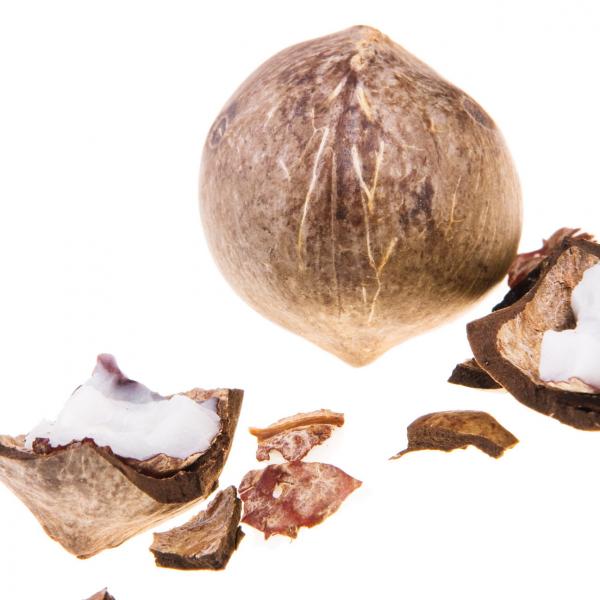 coconut