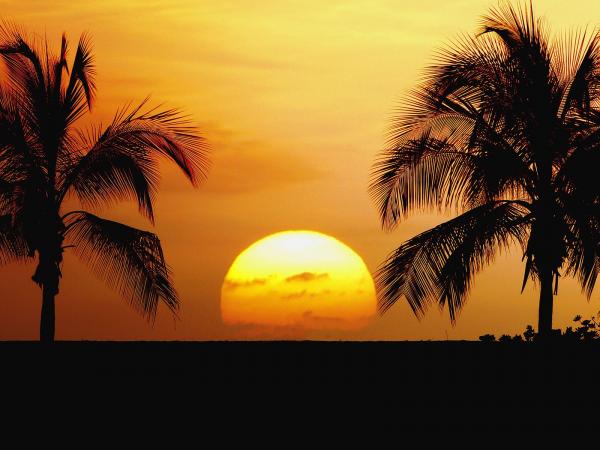 Coconut Sunset