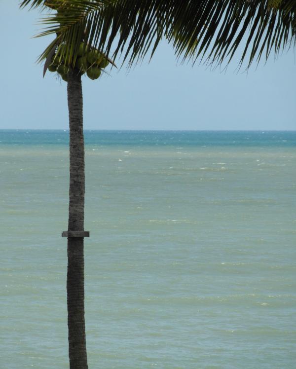 Coconut Tree Background