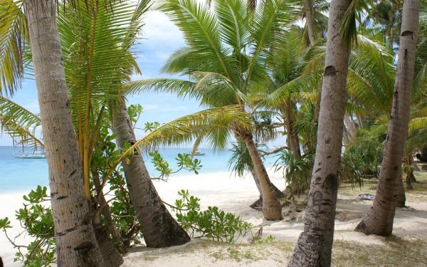 Coconut Tree Background