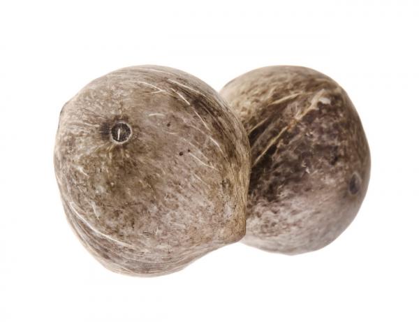coconuts