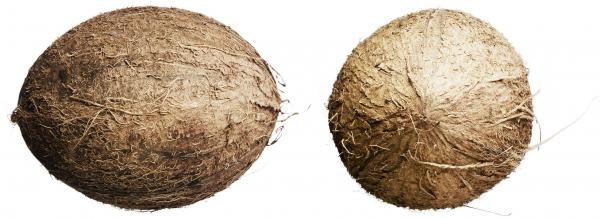 coconuts