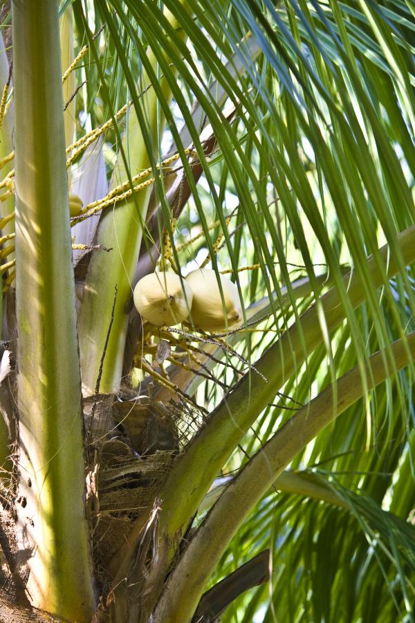 Cocunut Tree