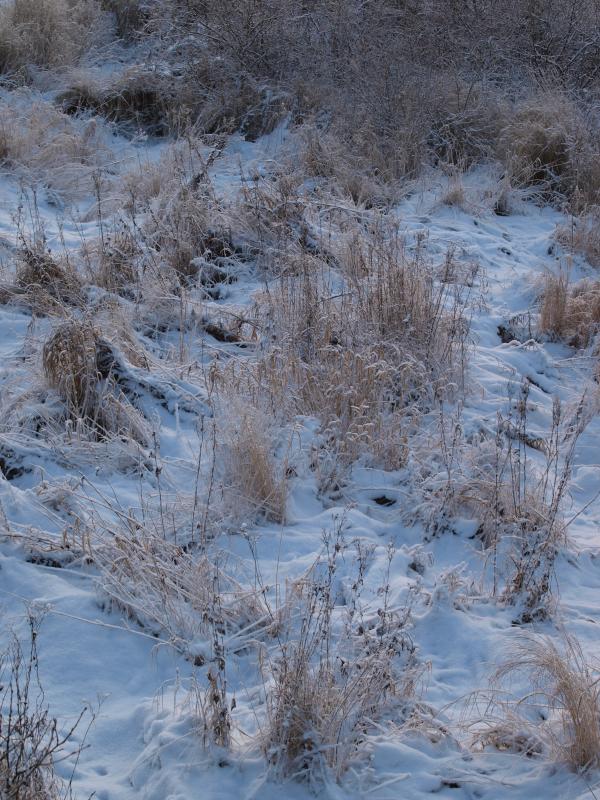 cold winter