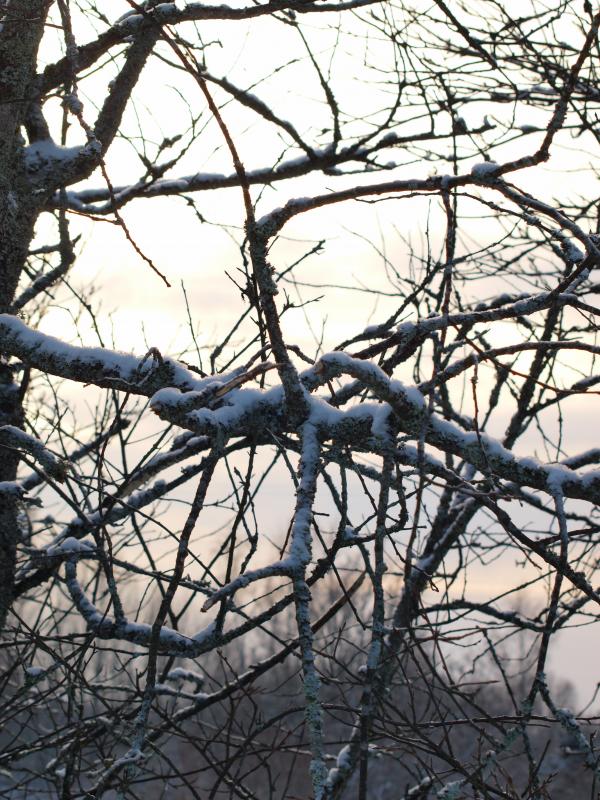 cold winter