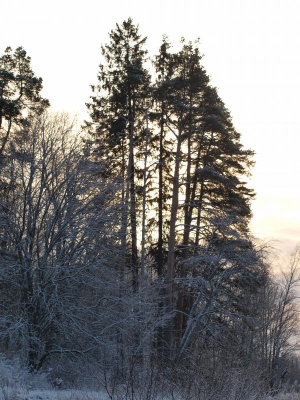 Cold winter