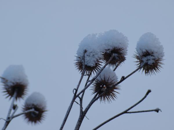 Cold winter