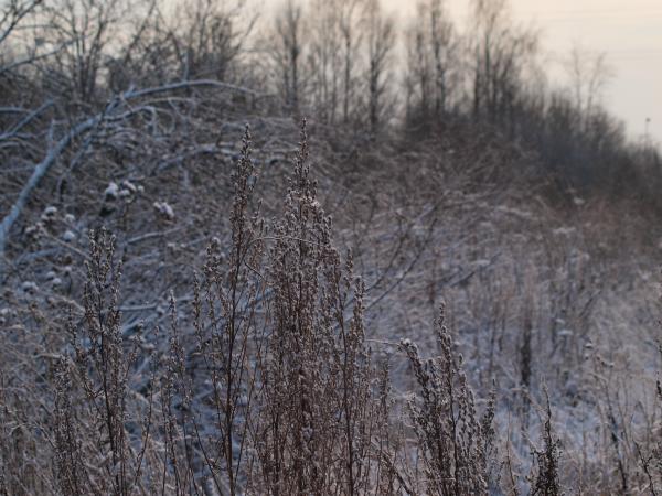 cold winter