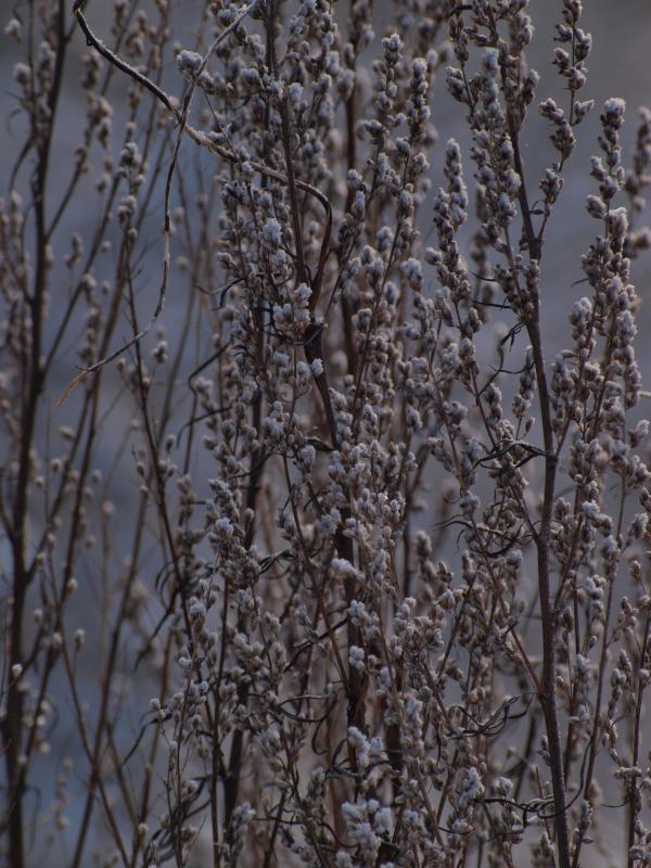 cold winter