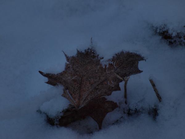 Cold winter