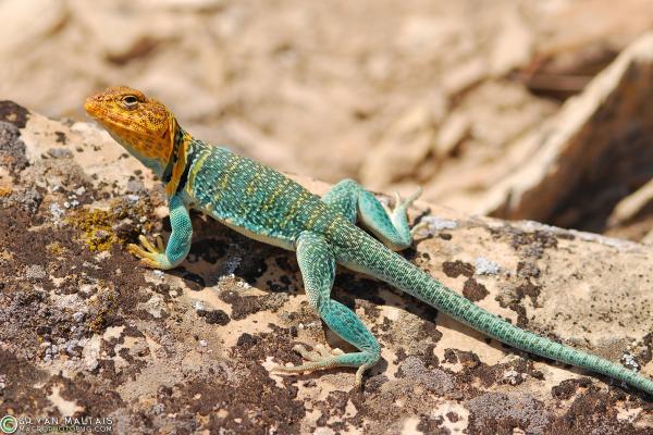 Collared Lizard